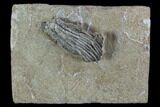 Crinoid (Pachylocrinus) Fossil - Crawfordsville, Indiana #94398-1